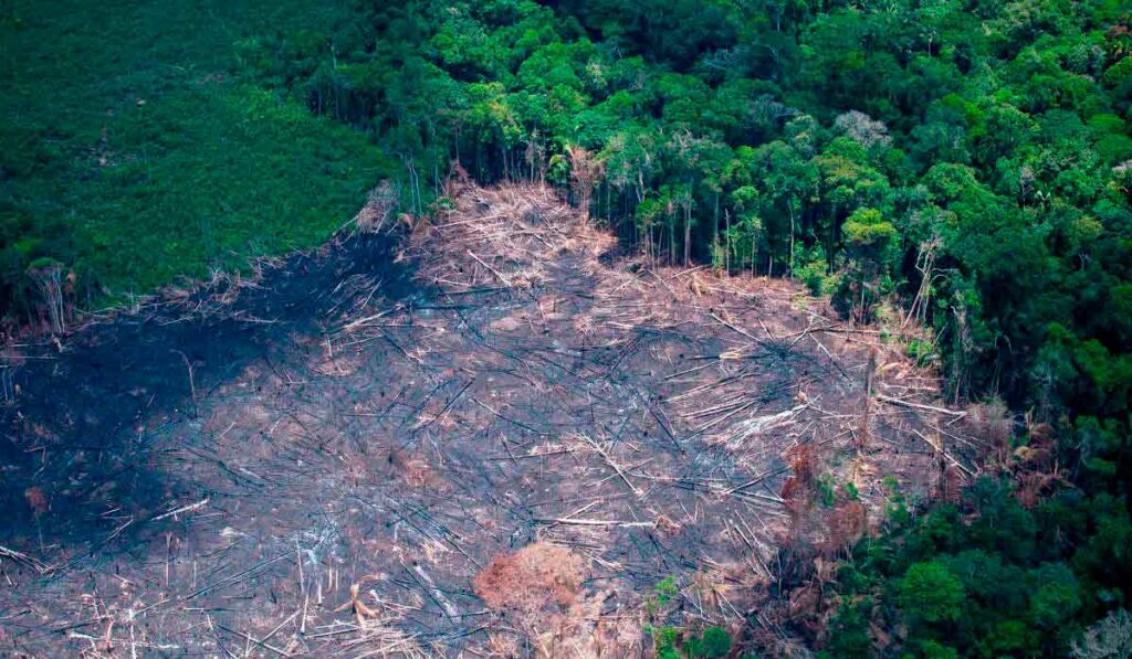 Área de floresta primária desmatada