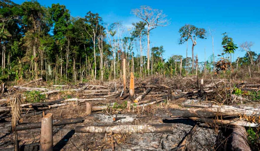 Área de floresta primária desmatada