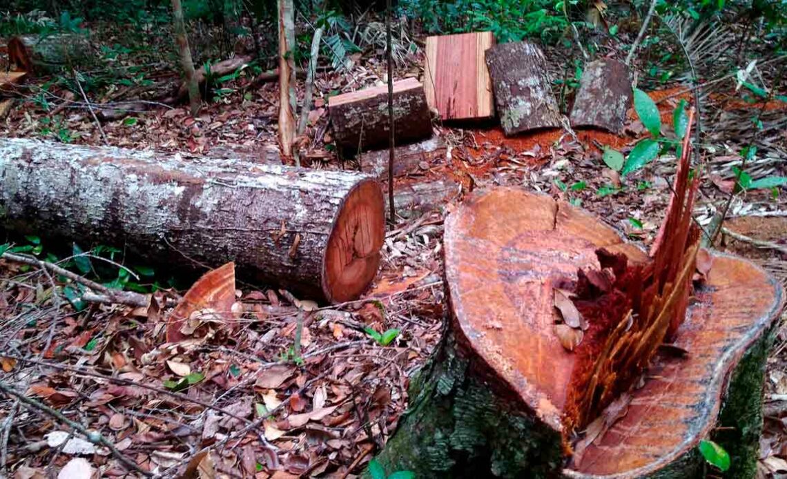 Desmatamento da Mata Atlântica