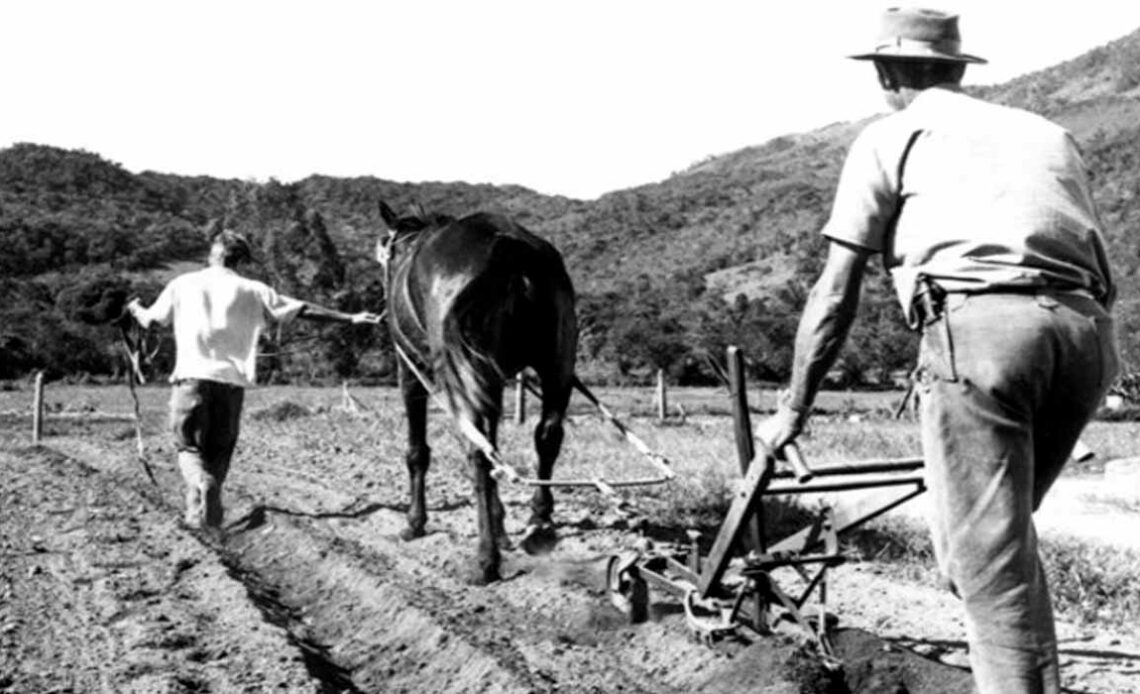 Produtor rural trabalhando a terra com arado de tração animal