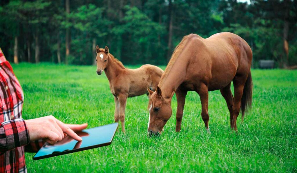 Equinocultor com Ipad nas mãos e égua com potro ao pé pastando no piquete ao fundo