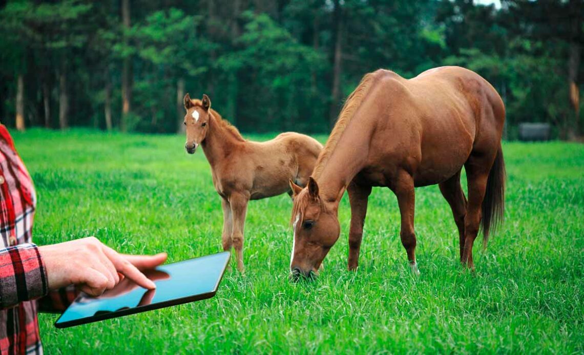 Equinocultor com Ipad nas mãos e égua com potro ao pé pastando no piquete ao fundo