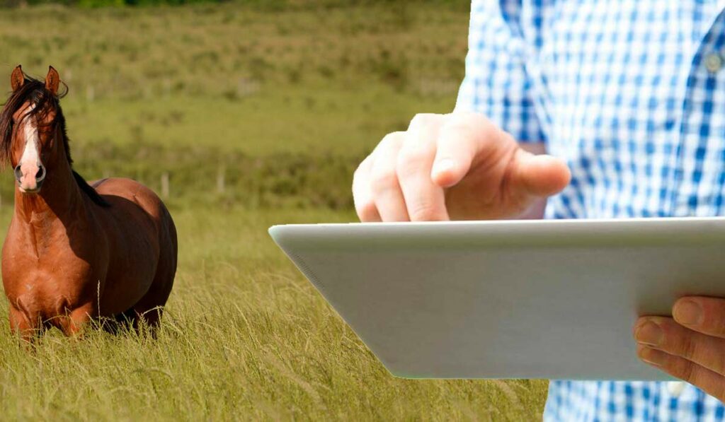 Equinocultor com Ipad nas mãos e cavalo ao fundo na pastagem