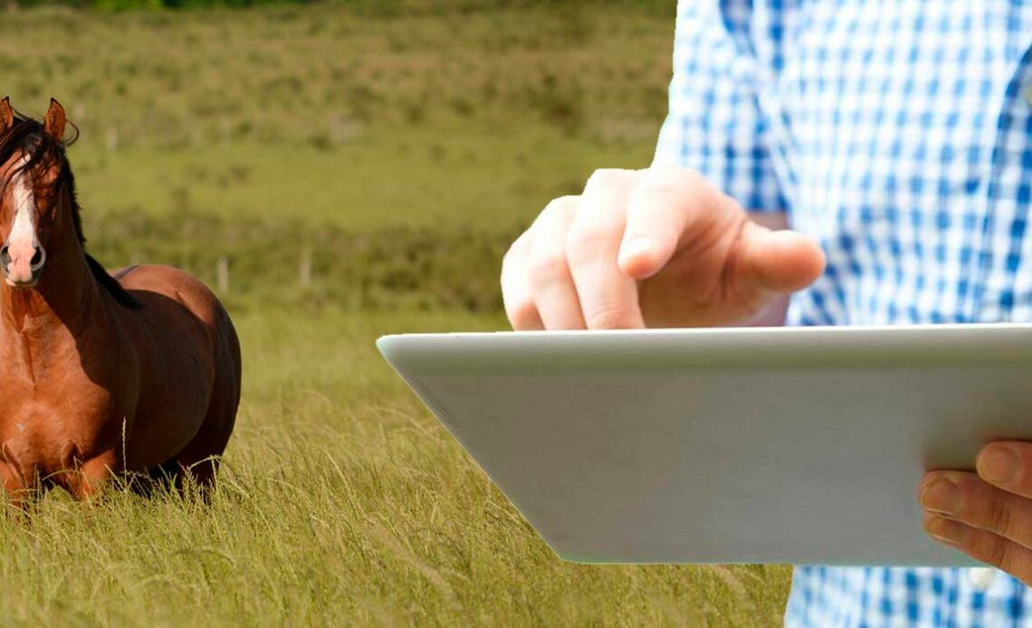 Equinocultor com Ipad nas mãos e cavalo ao fundo na pastagem