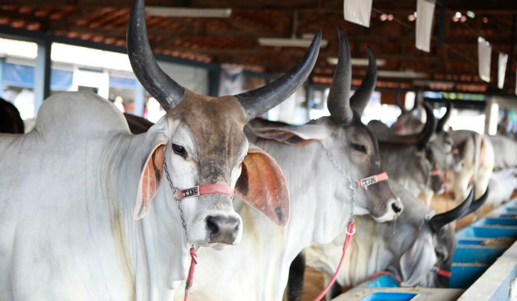 Bovinos guzerá em galpão da Expozebu