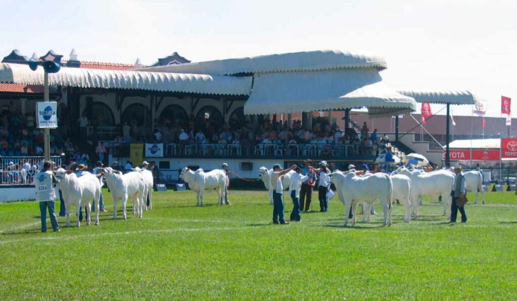 Animais nelore na pista principal da Expozebu