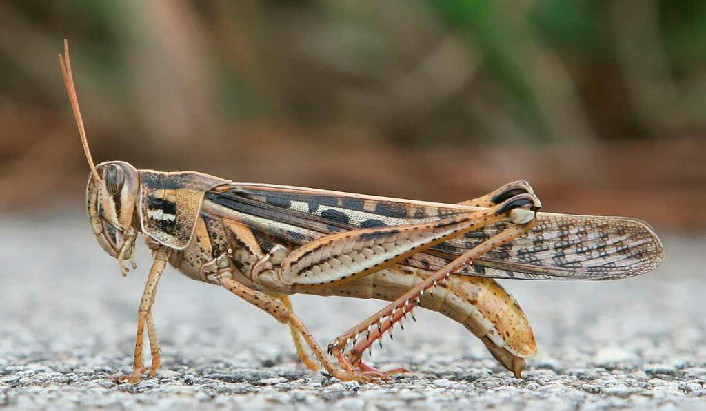 Gafanhoto sul-americano (Schistocerca cancellata)