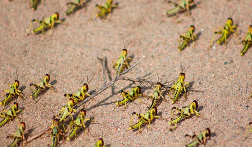 Invasão de gafanhotos