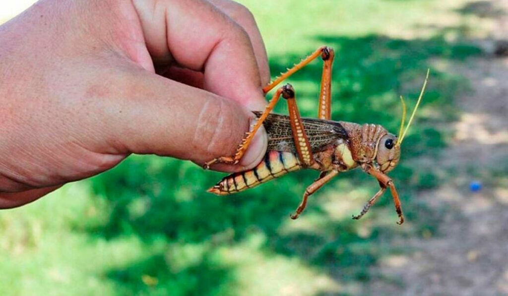 Gafanhoto conhecido como sul-americano (Schistocerda cancellata) nas mãos de uma pessoa