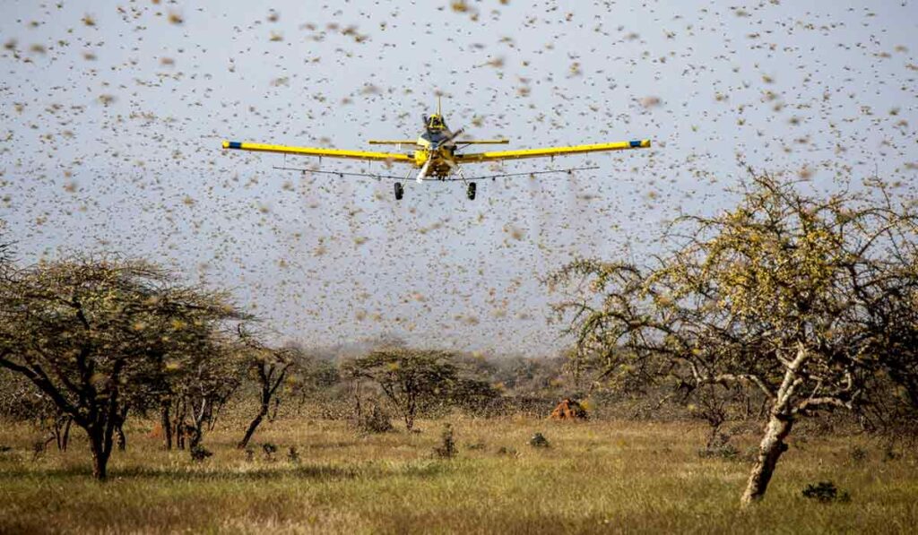 Avião agrícola no meio de uma nuvem de gafanhotos