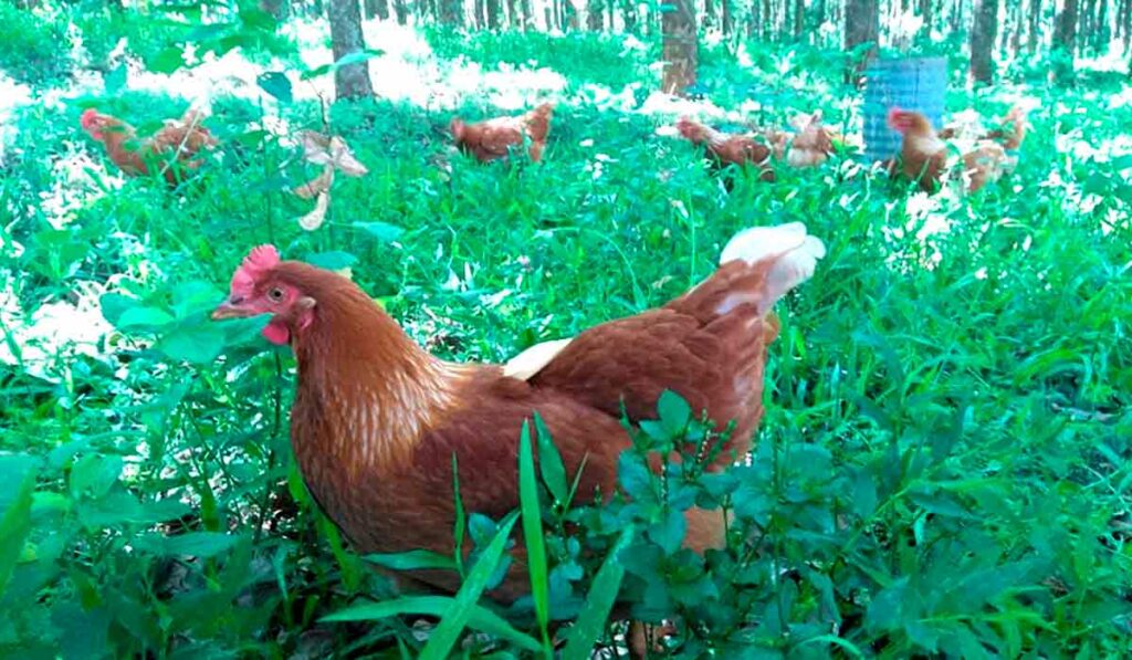 Galinhas no sistema agroflorestal