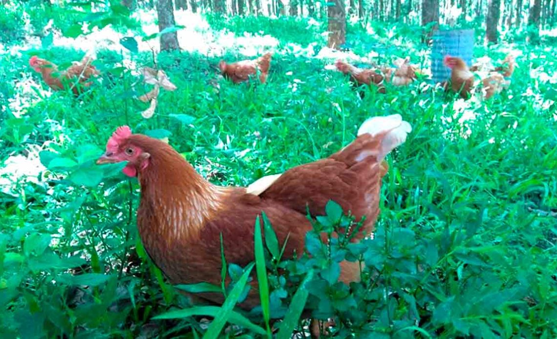 Galinhas no sistema agroflorestal