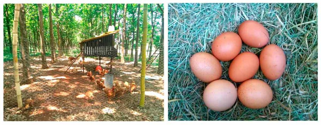 O galinheiro suspenso e móvel; A maior produção de ovos no sistema agroflorestal também pode ser um indicativo de índices de bem-estar mais elevados (Crédito: Nina Publio Camarero)