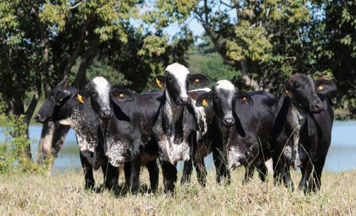 Vacas girolando reunidas no pasto