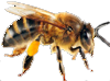 Ícone abelha