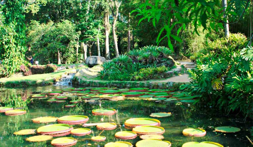 Lago das vitórias régias