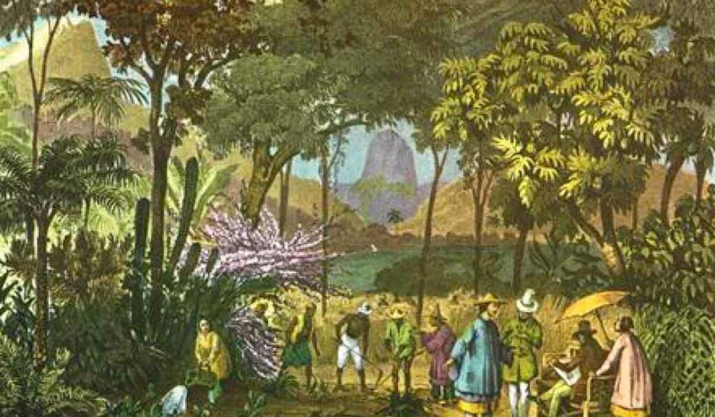 Plantação de chá na área do Jardim Botânico, pintura Rugendas (1822-1825)