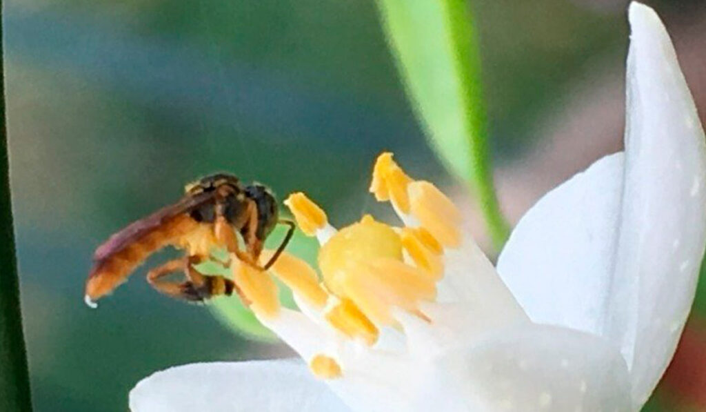 Jataí em trabalho de campo numa flor