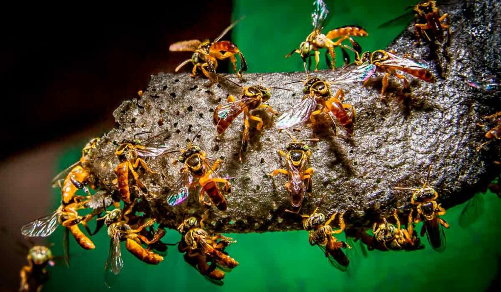 Canudo de cera na entrada da colônia de jataí com muitas abelhas - Visão lateral