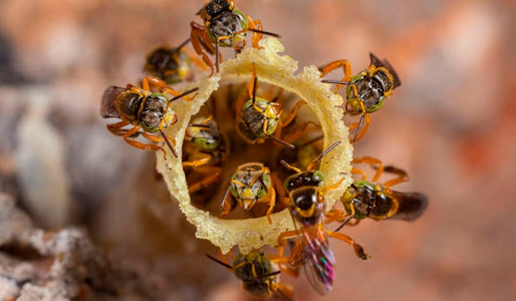 Canudo de cera na entrada da colônia de jataí com muitas abelhas - Visão frontal