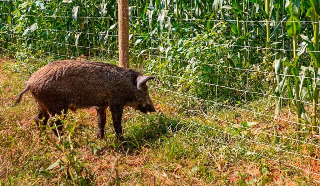 Cercas próprias para javalis - Bioexclusão