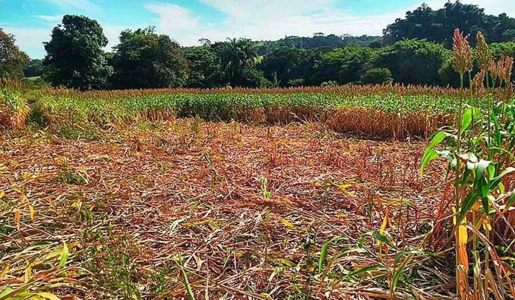 Lavoura de milho destruída por javalis