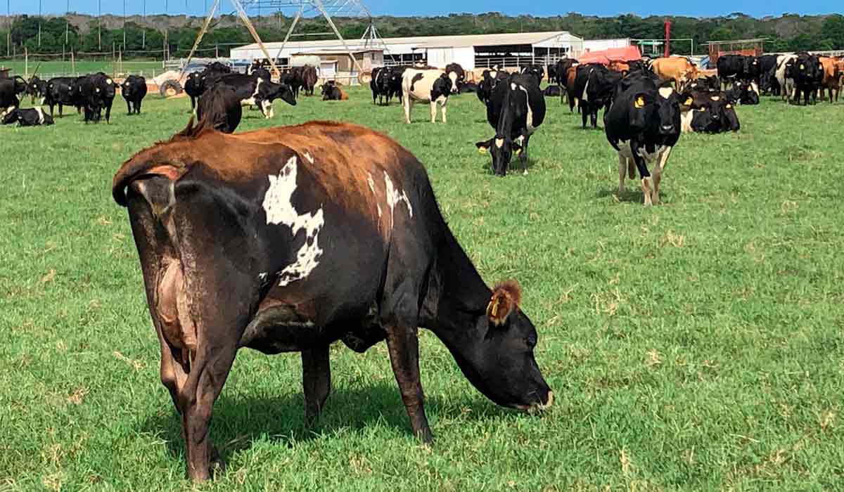 Vacas kiwi cross jersolando pastando em piquete
