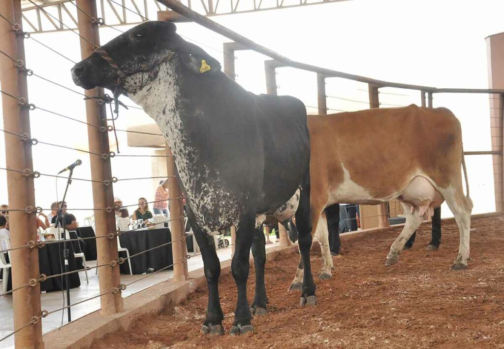 Vacas leiteiras na pista de leilão