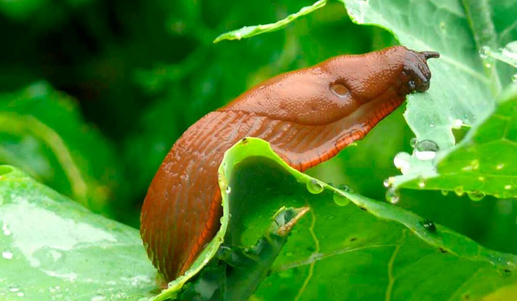 A lesma é um molusco majoritariamente sem concha, que costuma ser encontrado no solo, embaixo ou sobre a vegetação rasteira, em hortas, jardins ou matos