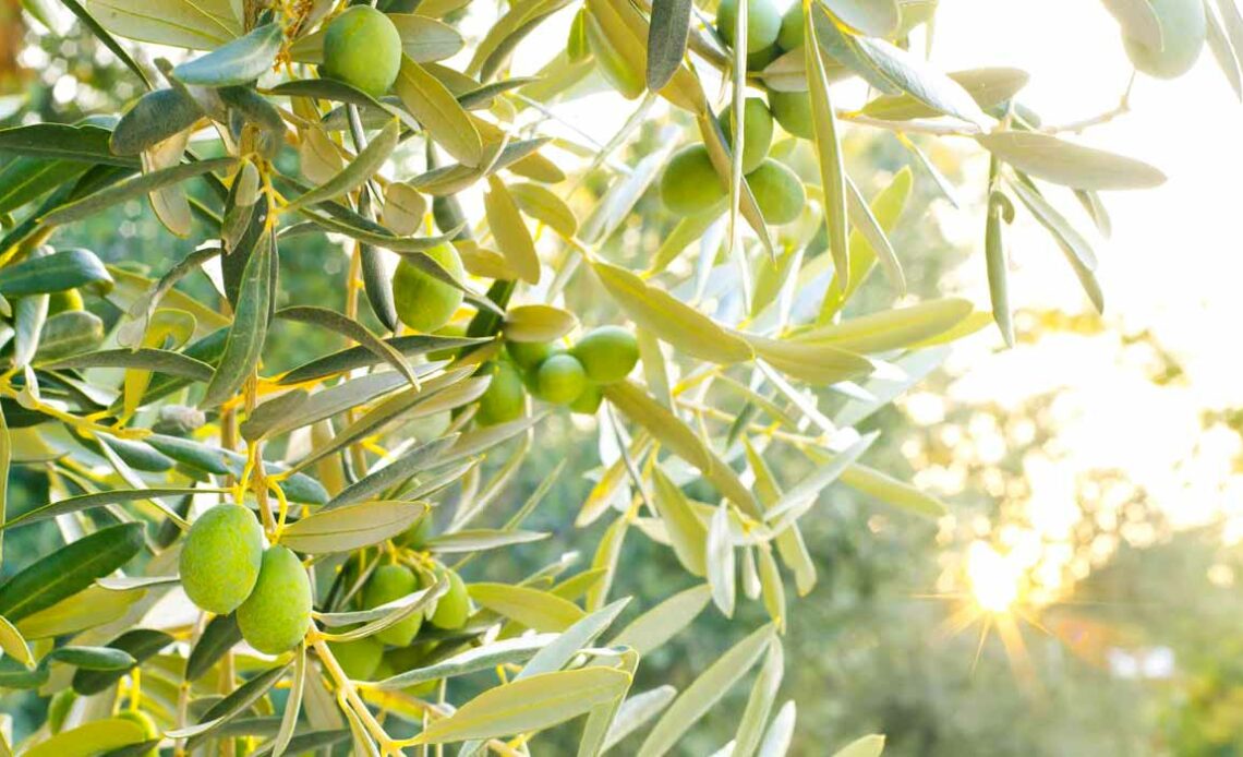 Oliveira com frutos