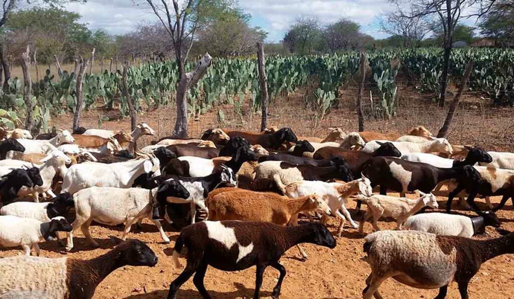 Rebanho de ovinos no semiárido com cultivo de palma forrageira ao fundo