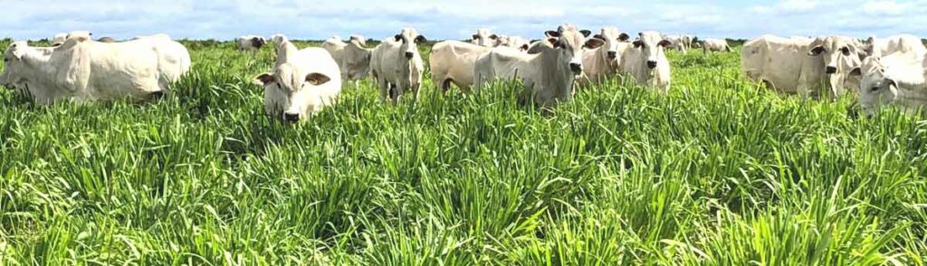 Gado nelore pastando em piquete com pastagem irrigada