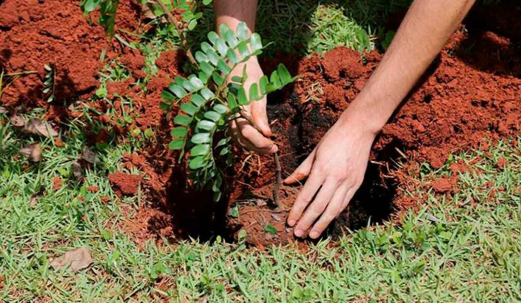 Plantando uma árvore