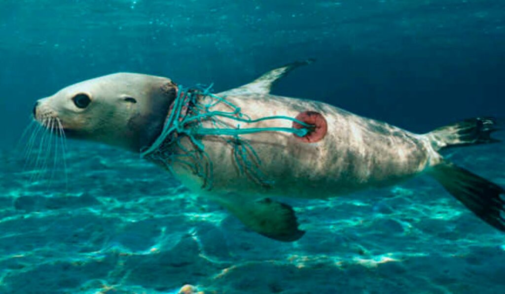 Leão marinho com cordas de rede de pesca enroladas no pescoço
