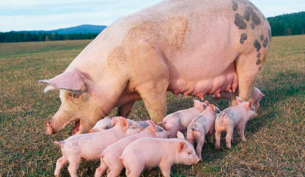 Matriz com os leitõezinhos ao pé no piquete