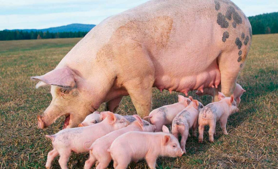 Matriz com os leitõezinhos ao pé no piquete