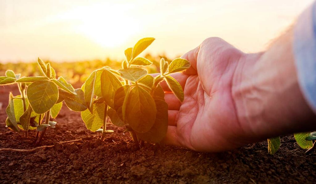 Seguro Rural sendo representado pela mão do agricultor protegendo a planta