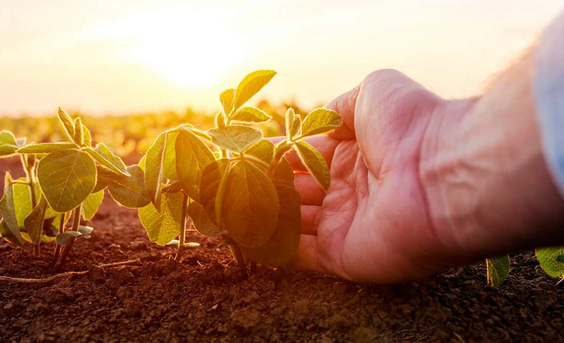 Seguro Rural sendo representado pela mão do agricultor protegendo a planta