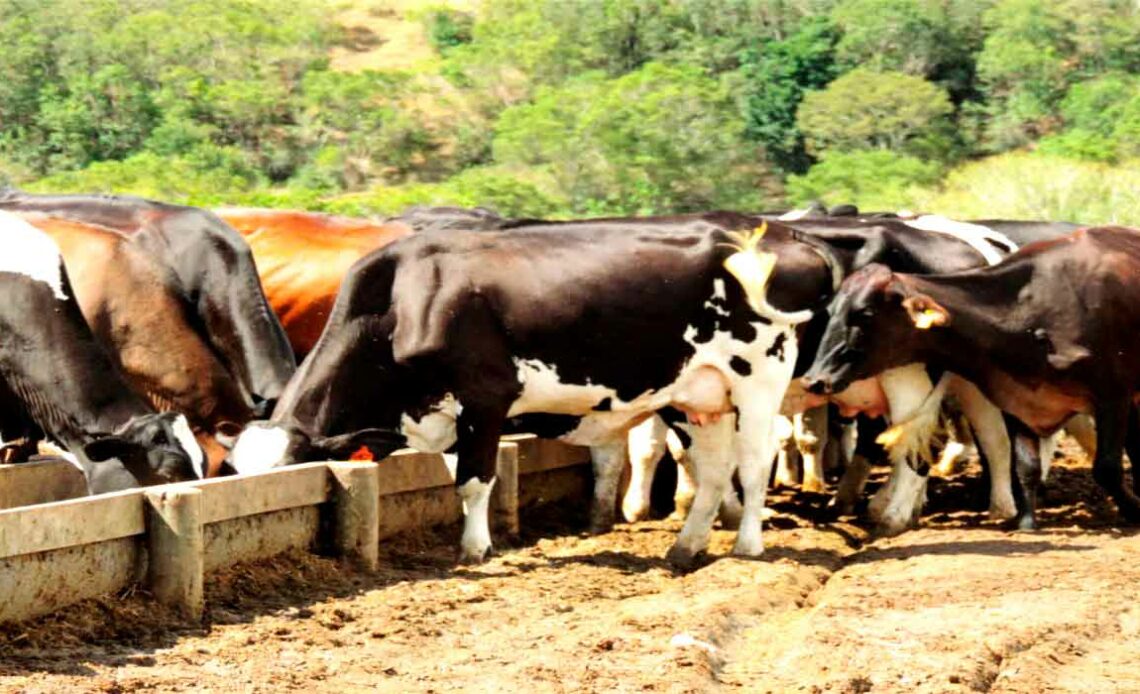 Vacas de leite semiconfinadas se alimentando no cocho