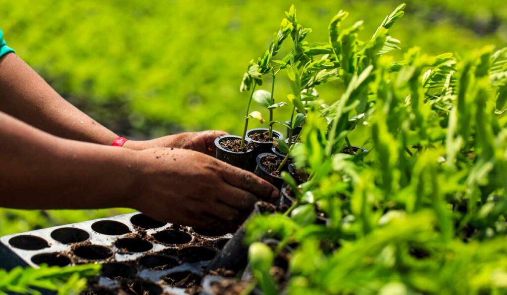 Agricultora com mudas para reflorestamento