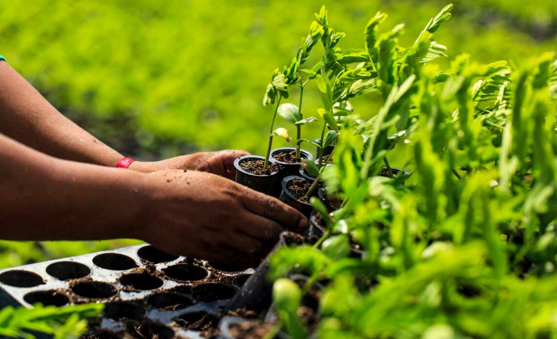 Agricultora com mudas para reflorestamento