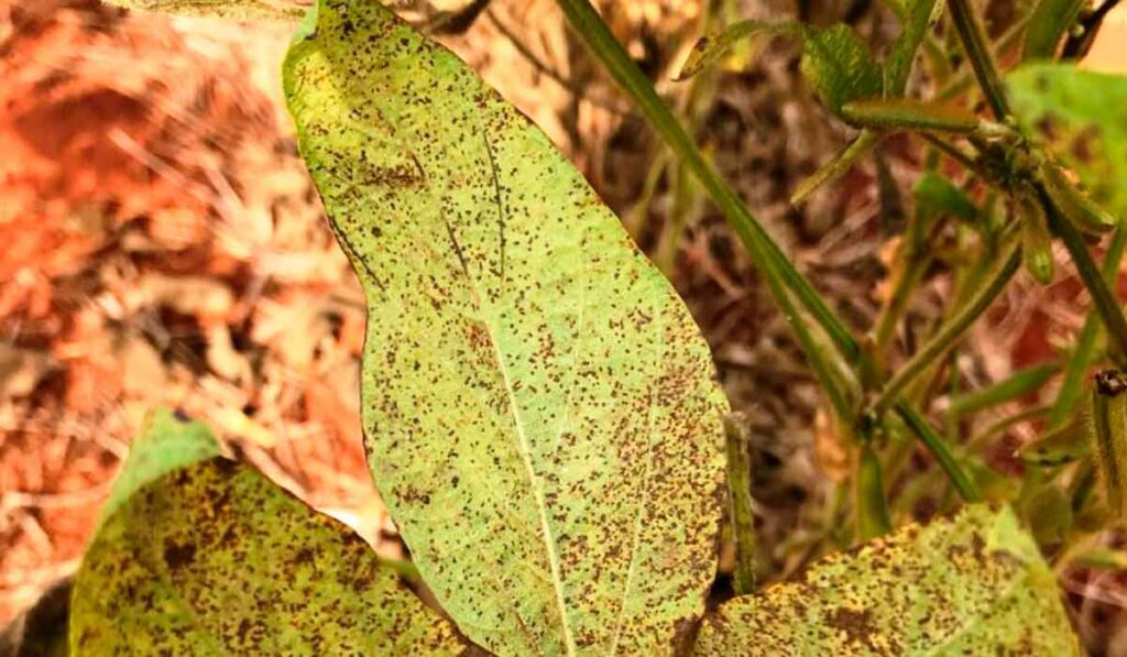 Planta de soja atacada pela ferrugem asiática