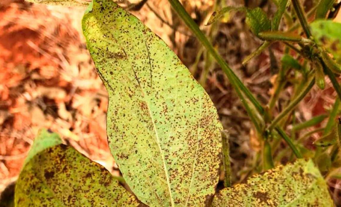 Planta de soja atacada pela ferrugem asiática