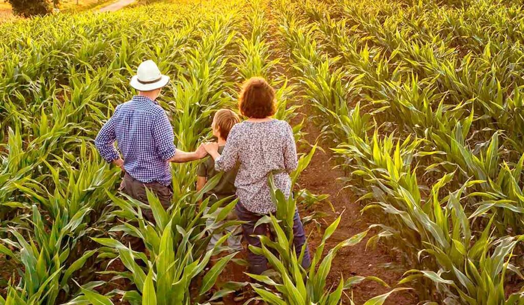 Casal produtor rural com seu filho na lavoura de milho