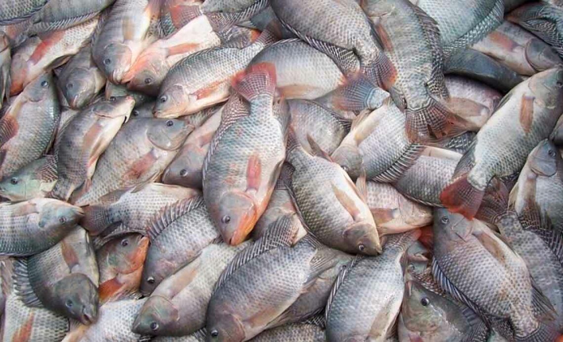 Tilápias pescadas