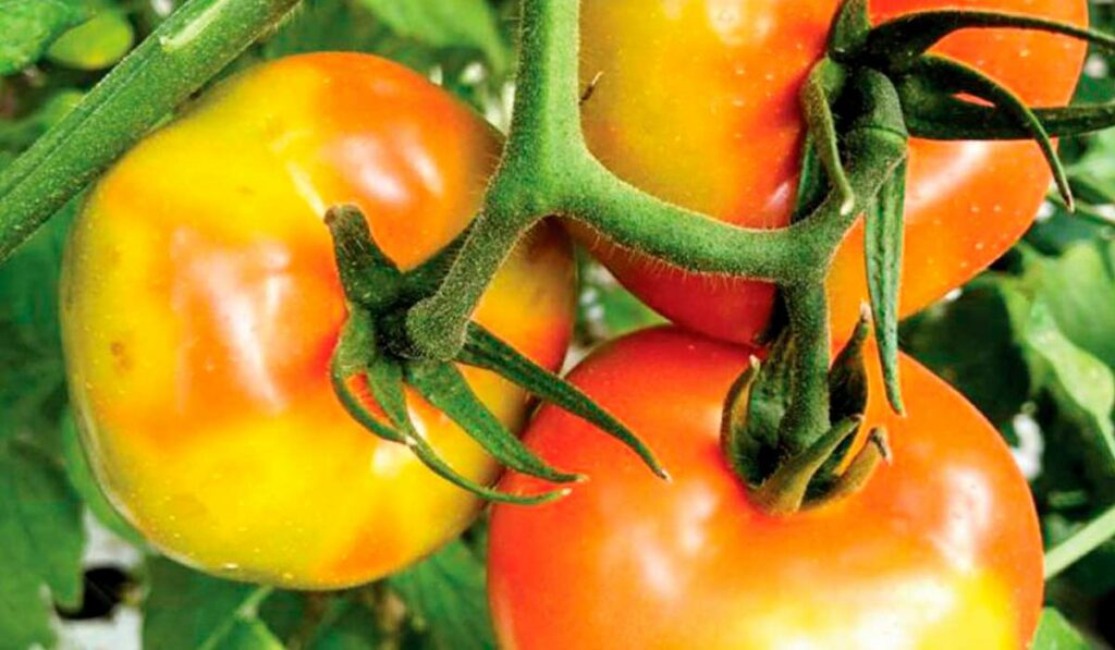 Tomates afetados pelo ToBRFV 1