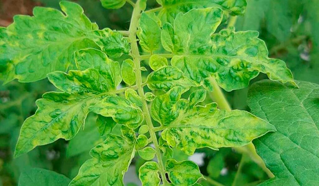Folhas do tomateiro afetadas pelo vírus