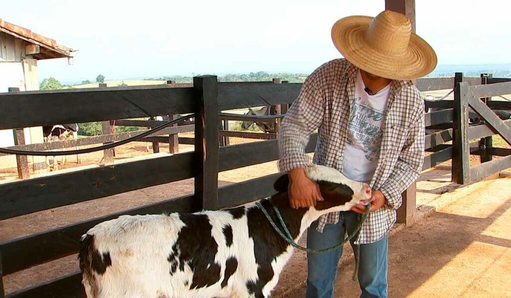 Retireiro tratando de um bezerro no estábulo