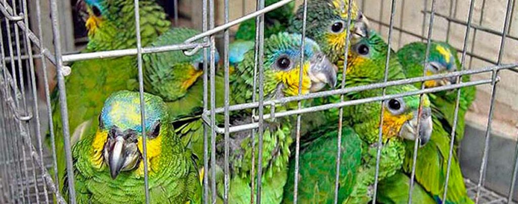 Tráfico de animais silvestres - Gaiola com papagaios