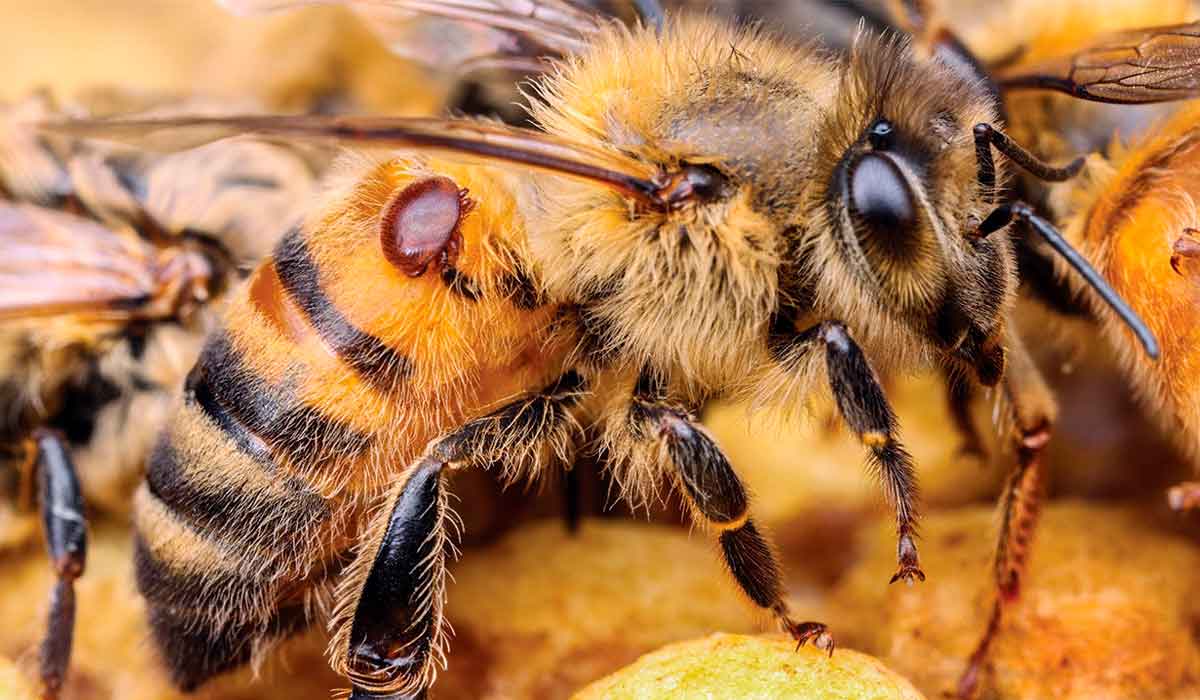 Abelha operária parasitada pelo ácaro Varroa destructor